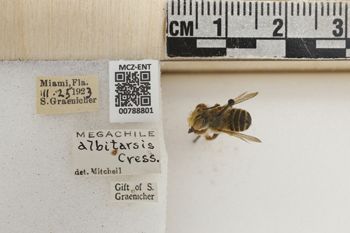 Media type: image;   Entomology 788801 Aspect: Labels